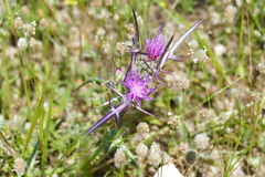 Notobasis syriaca