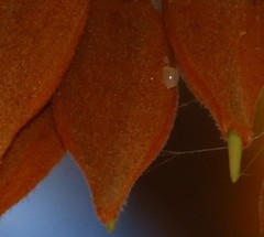 Madhuca longifolia latifolia