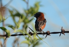 Sporophila cinnamomea