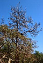 Madhuca longifolia latifolia