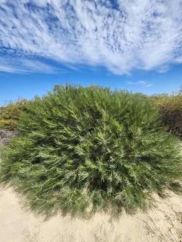 Banksia leptophylla, photograph 5