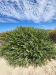 Banksia leptophylla, photograph (c) Ariane Roberge, some rights reserved (CC BY)