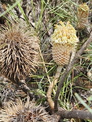 Banksia leptophylla, photograph (c) Ariane Roberge, some rights reserved (CC BY)