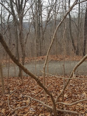 Hamamelis mollis