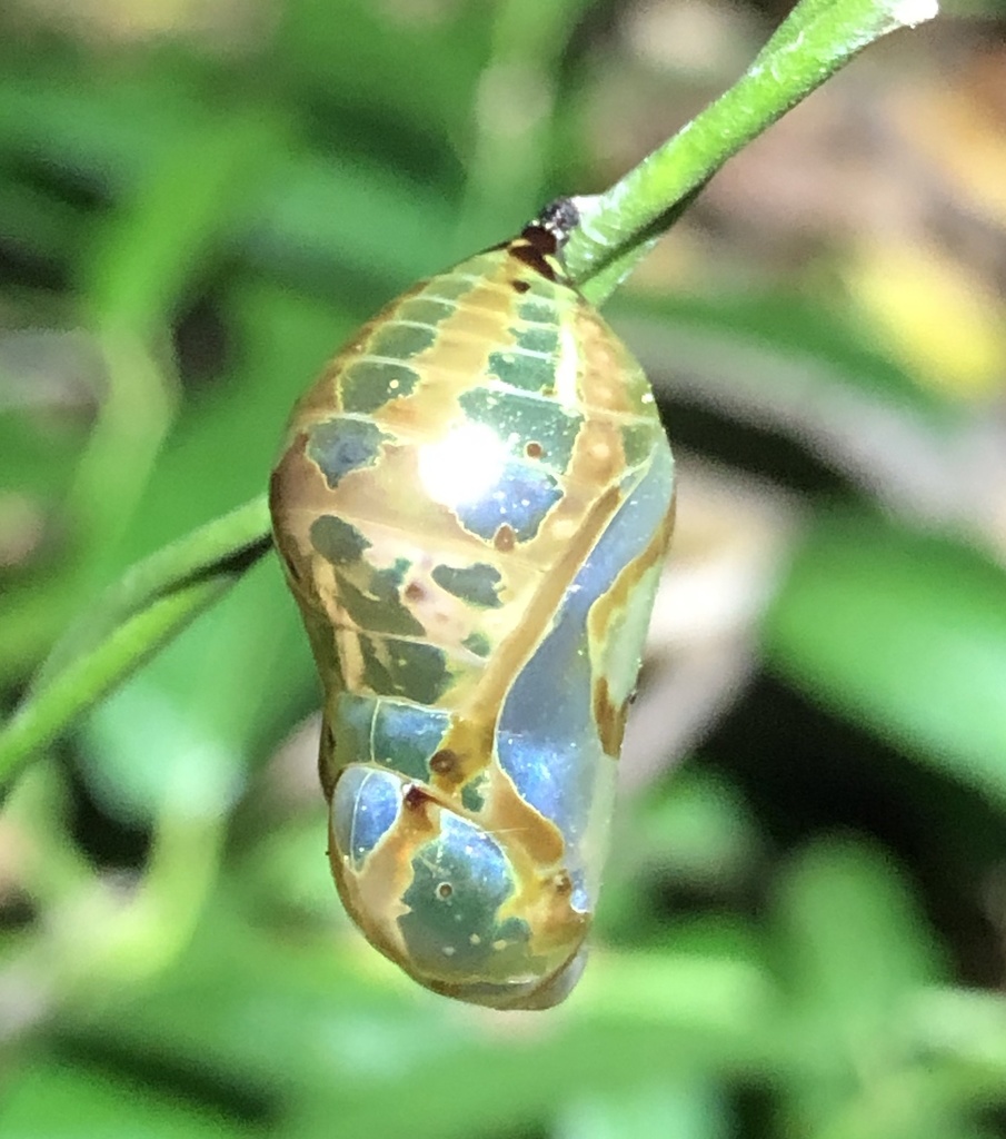 Euploea corinna