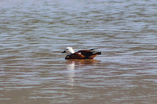 iNaturalist: (c) rynoe, some rights reserved (CC BY-NC) iNaturalist image