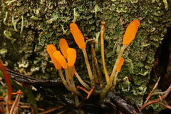 Mitrula paludosa