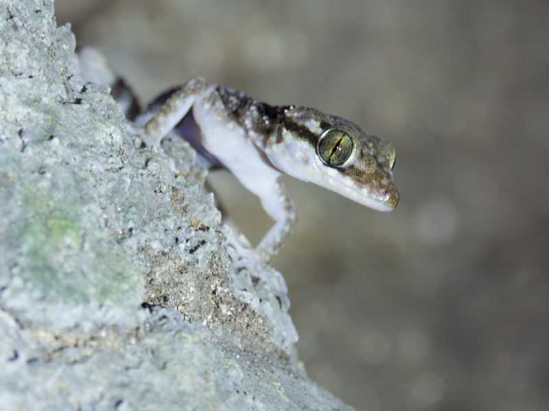 Darmandville Bow-fingered Gecko (Cyrtodactylus darmandvillei)