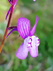 Linaria incarnata