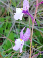 Linaria incarnata