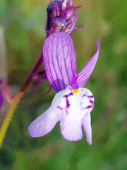 Linaria incarnata