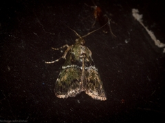 Orthaga atribasalis