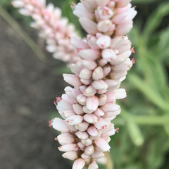 Persicaria limbata