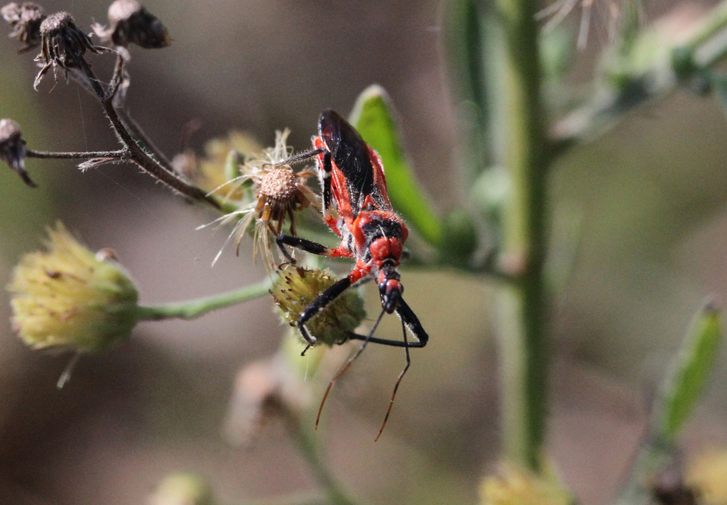 Assassin Bugs from ลำพูน ประเทศไทย on February 6, 2018 at 03:12 PM by ...