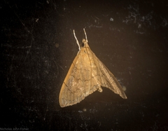 Hyalobathra crenulata
