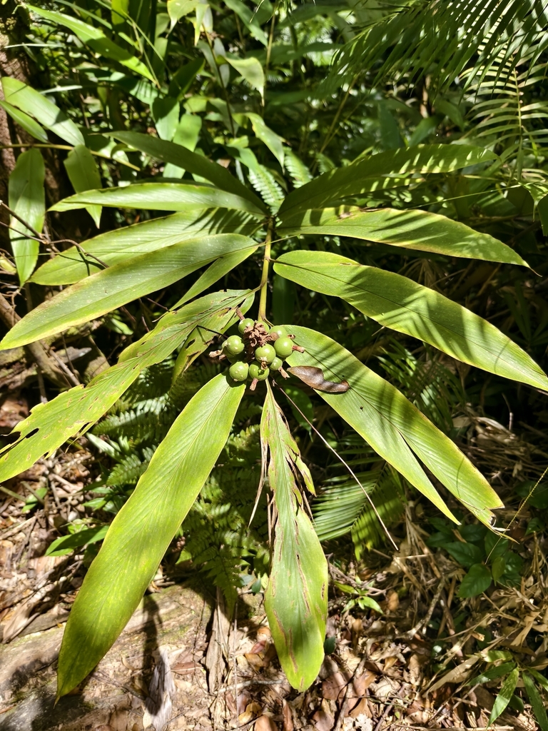 Alpinia rafflesiana
