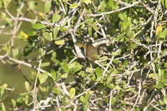 Neomixis tenella orientalis