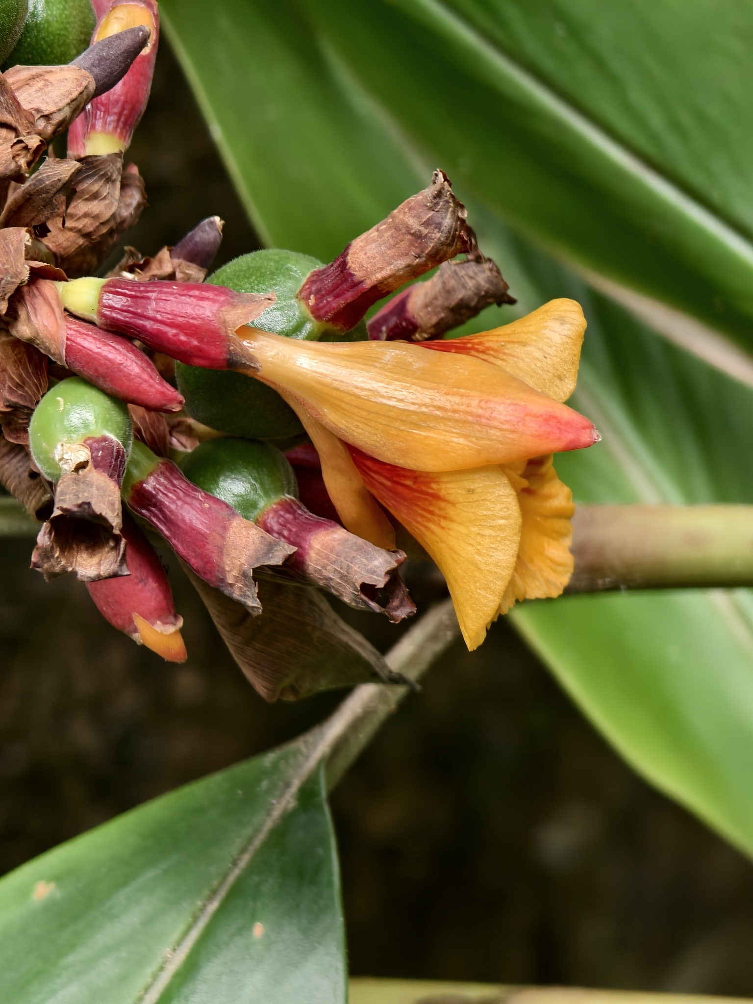 Alpinia rafflesiana Wall. ex Baker 3