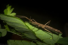 Pachymorpha