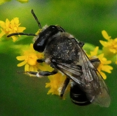 Colletes simulans armatus