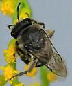 Colletes simulans armatus
