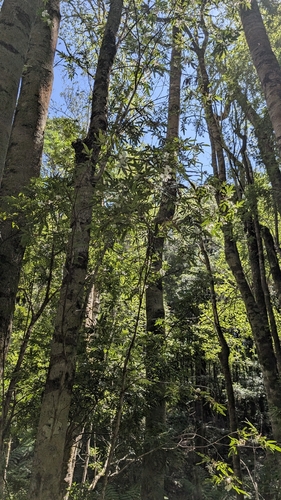 eastern leatherwood (Eucryphia moorei)
