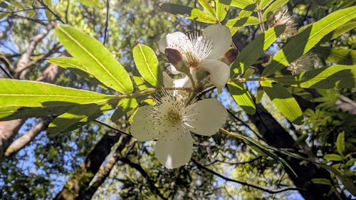 Eucryphia moorei, photograph 2