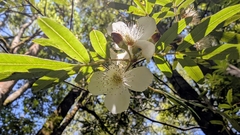 Eucryphia moorei, photograph author not stated, no rights reserved