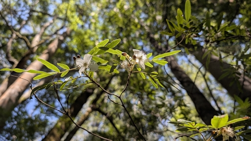 Eucryphia moorei, photograph 3