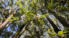 Eucryphia moorei, photograph author not stated, no rights reserved