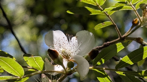 Eucryphia moorei, photograph 4