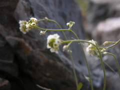 Draba cinerea