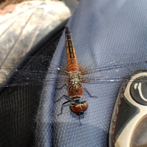 Brachydiplax chalybea