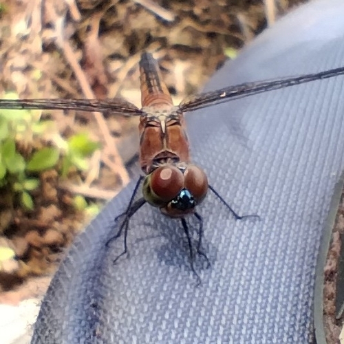 Brachydiplax chalybea