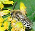 Colletes kincaidii