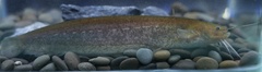 Long-Haired Catfish photo 2