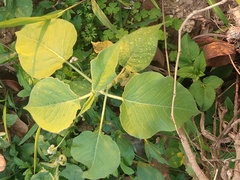 Persicaria orientalis