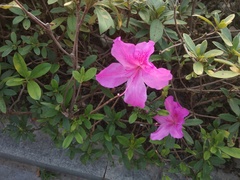 Rhododendron × pulchrum
