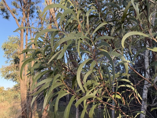 Acacia crassa observed 2026-02-25