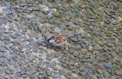 Passer domesticus