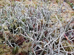 Cladonia cornuta cornuta