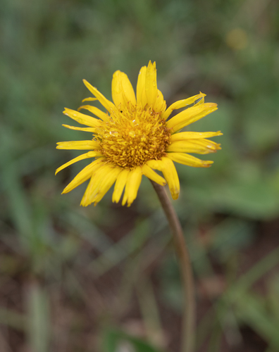 Haplocarpha scaposa, photograph 6