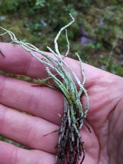 Cladonia cornuta cornuta