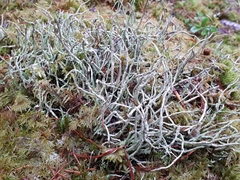 Cladonia cornuta cornuta