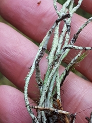 Cladonia cornuta cornuta
