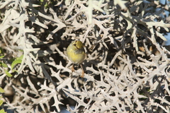 Neomixis striatigula