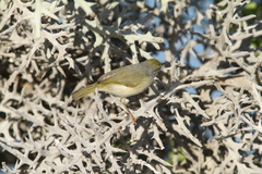 Neomixis striatigula