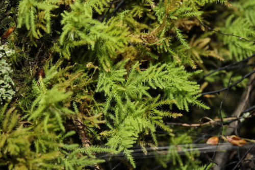 Philonotis scabrifolia observed 2026-02-03