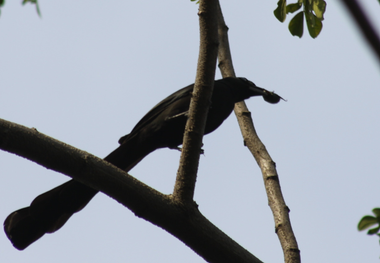 Racket-tailed Treepie (Crypsirina temia), photo 9
