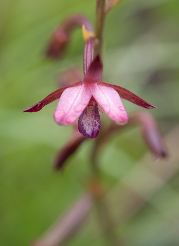 Yawning Harlequin (Eulophia hians)